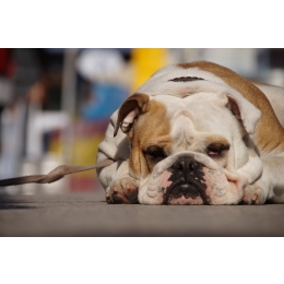 Co oznaczają czerwone oczy u psa?