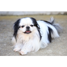 Chin japoński - najważniejsze informacje o rasie. Encyklopedia ras