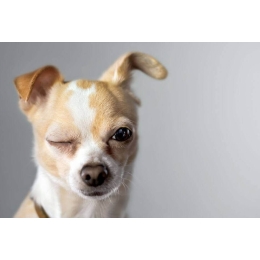 Czipowanie psa - czy jest konieczne?