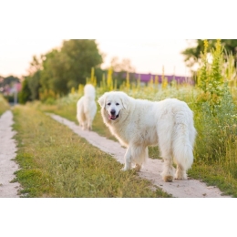 Czuwacz słowacki  (slovenský čuvač) -  najważniejsze informacje. Encyklopedia ras