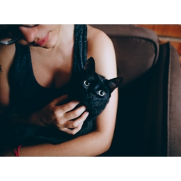 Czy czarne koty naprawdę przynoszą pecha? Znane rasy czarnych kotów i powody ich wybierania