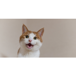 Pierdzenie kota - czy jest się czego bać?