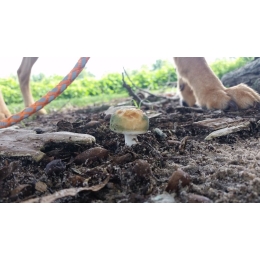 Czy psy mogą jeść grzyby? Uchroń psa przed zatruciem