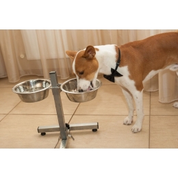 Czym karmić psa? Co może znaleźć się w jego diecie?