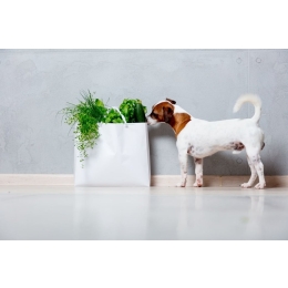 Czystek na kleszcze dla psa? Poznaj wszystkie właściwości czystka