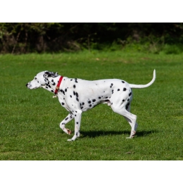 Dalmatyńczyk – najważniejsze informacje o rasie