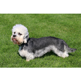Dandie dinmont terrier, czyli pies z czuprynką. Encyklopedia ras psów