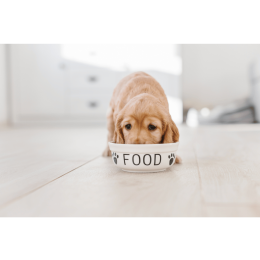 Obliczanie dawki pokarmowej dla psa i kota