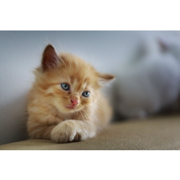 Depresja u kota – przyczyny i objawy? Jak ją leczyć?