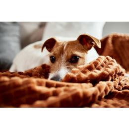 Depresja u psa - jakie są objawy, przyczyny i metody jej leczenia?