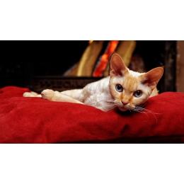 Devon rex - encyklopedia ras kotów