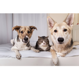 Dieta dla seniora, czyli jak prawidłowo karmić starsze koty i psy?