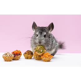 Co jedzą szynszyle?