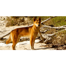 Dingo australijski dziki pies - najważniejsze informacje