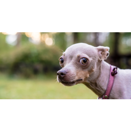 Dlaczego psu śmierdzi z pyska i co wtedy zrobić?