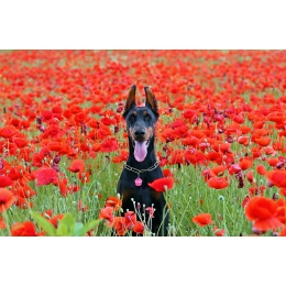 Doberman – najważniejsze informacje o rasie