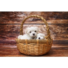 Maltańczyk (Maltese dog) - charakterystyka, pielęgnacja, zdrowie (Encyklopedia psów)