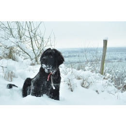 Nowofundland – najważniejsze informacje o rasie