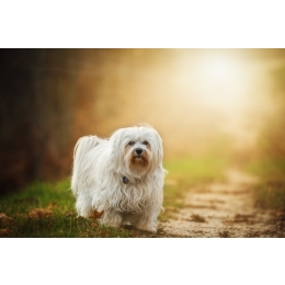 Hawańczyk – najważniejsze informacje o rasie