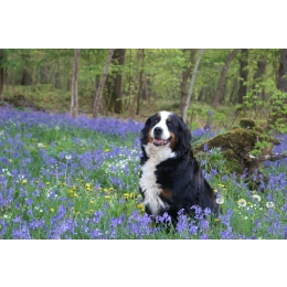 Berneński pies pasterski – najważniejsze informacje o rasie