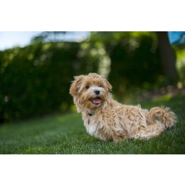 Maltipoo - jak rozpoznać psa tej rasy? Ile waży?