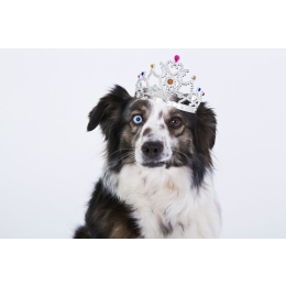 Zapalenie spojówek u psa – przyczyny, objawy, leczenie