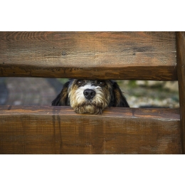 Co to jest pseudohodowla? Po czym ją poznać i dlaczego unikać?