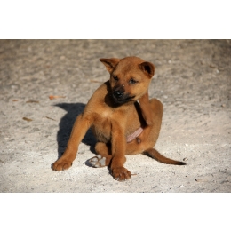 Jakich środków użyć, gdy zawiodą domowe sposoby na pchły w domu?