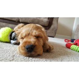 Wyprawka dla szczeniaka – co powinno się w niej znaleźć?