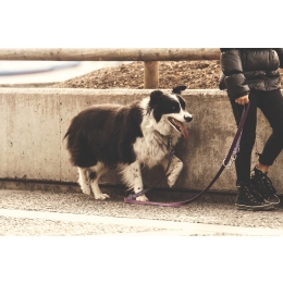 Jak nauczyć psa chodzić na smyczy?