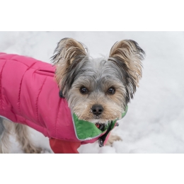 Ubranko dla psa - jak zmierzyć psa, aby wybrać najlepsze ubranko?