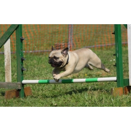 Zapalenie stawów u psa – jak zapobiegać?