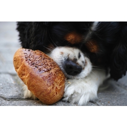 Dlaczego pies podjada ze stołu?