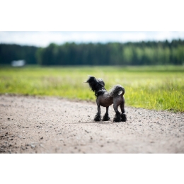 Grzywacz chiński – najważniejsze informacje o rasie