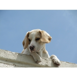 Co oznacza kaszel u psa? Jak można go leczyć domowymi sposobami?