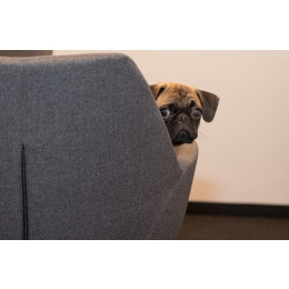 Ropomacicze u psa i kota - jak mu zapobiegać?