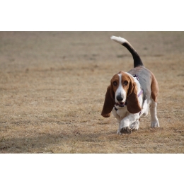 Basset – najważniejsze informacje o rasie