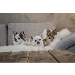 Żywienie szczeniaka – jak powinno wyglądać? Czym i jak często karmić młode psy?