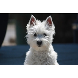 West highland white terrier - charakterystyka, pielęgnacja, zdrowie ( Encyklopedia psów )