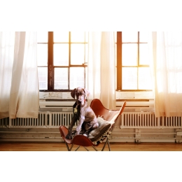 Podstawy dobrego wychowania psa, czyli od czego zacząć szkolenie czworonoga?