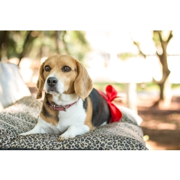 Sterylizacja psa – na czym polega i kiedy warto ją wykonać?