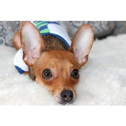 O czym świadczy błagalne spojrzenie psa?