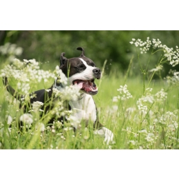 Kurkuma dla psa - na co wpływa, jak podawać?