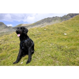 Labradoodle – najważniejsze informacje o rasie