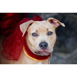 Jakimi kryteriami kierować się wybierając imię dla psa?