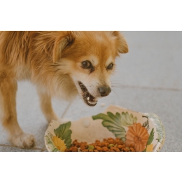 Karmy weterynaryjne, na czym dokładnie polega różnica