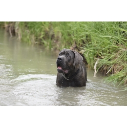 Cane corso (italiano) - najważniejsze informacje o rasie