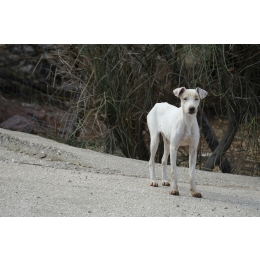 Jak wzmocnić stawy i kości psów? Profilaktyka chorób stawów