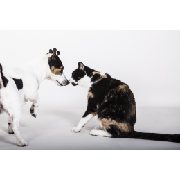 Czy umiesz rozpoznać stres u swojego psa i kota? Wszystko o stresie u kotów i psów