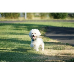 Bichon frise – najważniejsze informacje o rasie